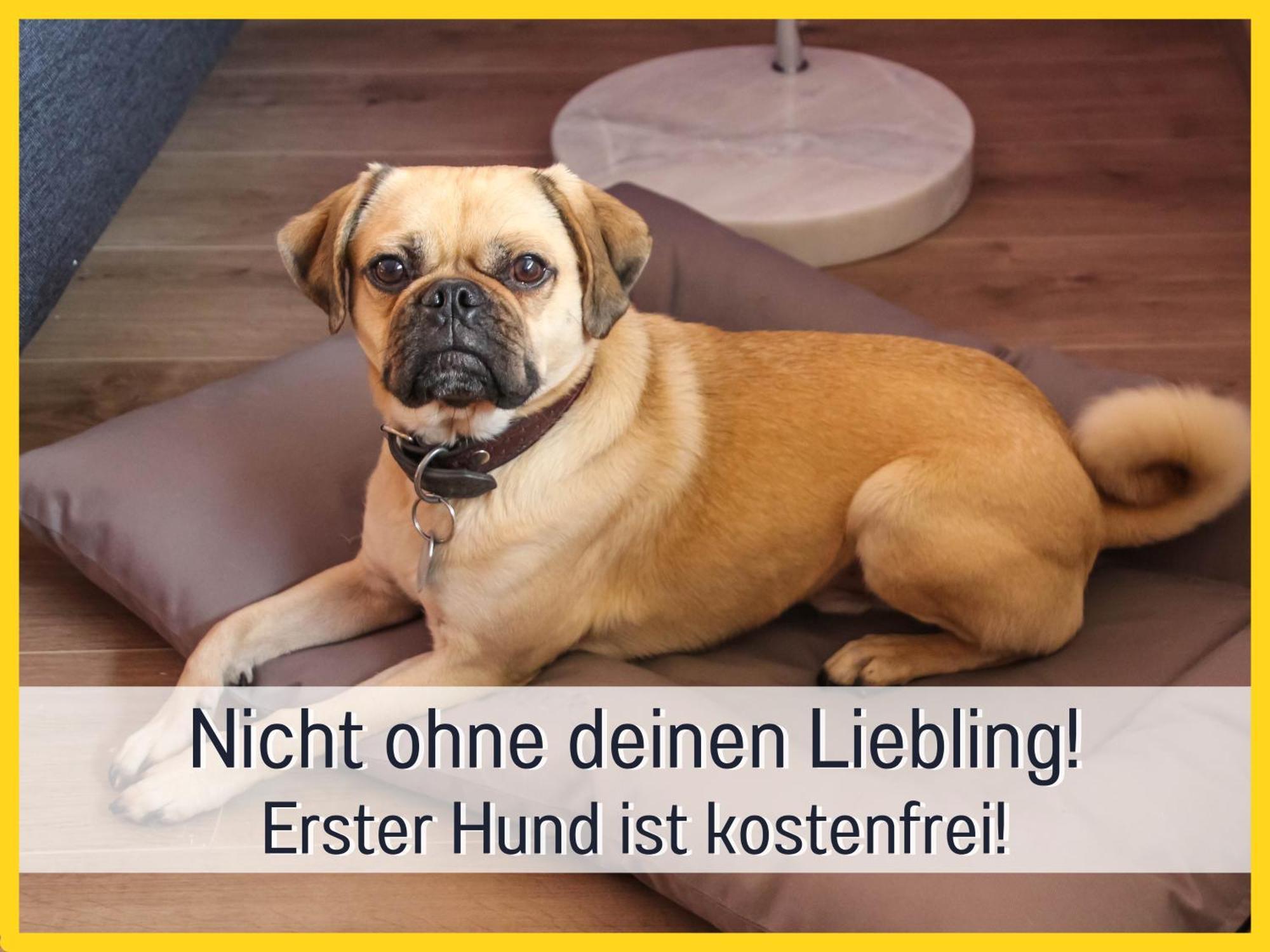 Marks Ferienwohnung In Bad Sachsa - Waldnah, Hundefreundlich, Ruhig! Ideal Fuer Paare Mit Hund Exterior foto